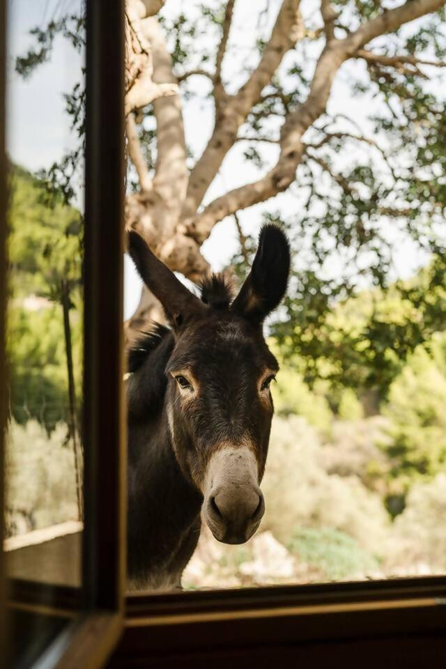 Casa Tramuntana Сasa de vacaciones Valldemossa (Mallorca)